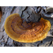 Мицелий Трутовика бугристого / Дедалеопсис шершавый (Daedaleopsis confragosa)